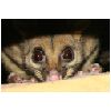 w040207possum.jpg