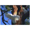 w040726cockatoo.jpg