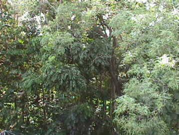backyd03.jpg (22262 bytes)