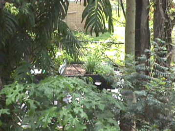 backyd04.jpg (19725 bytes)