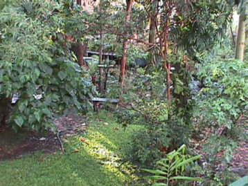 backyd05.jpg (23035 bytes)