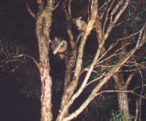 possums.jpg (12429 bytes)