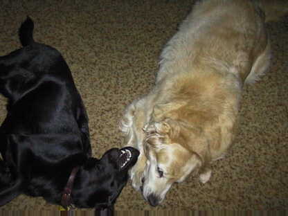dogs3.jpg (15102 bytes)
