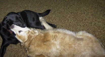 dogs8.jpg (12834 bytes)