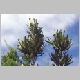 3banksia2.jpg