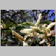 4lt_wattle.jpg