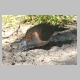 inskip_bar_shouldered_dove1.jpg