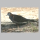 inskip_bar_shouldered_dove2.jpg