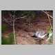 inskip_bar_shouldered_dove3.jpg