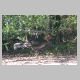 inskip_brush_turkey1.jpg