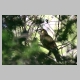 inskip_lewin_honeyeater1.jpg