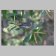 inskip_mangrove_warbler1.jpg