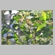 inskip_mangrove_warbler2.jpg