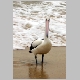 inskip_pelican1.jpg
