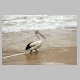 inskip_pelican2.jpg