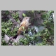inskip_rufous_whistler_f1.jpg