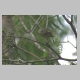 inskip_rufous_whistler_f2.jpg