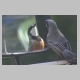 inskip_rufous_whistler_m1.jpg