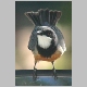inskip_rufous_whistler_m3.jpg