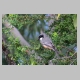 inskip_rufous_whistler_m4.jpg