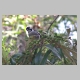 inskip_white_eared_monarch1.jpg