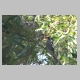 inskip_white_eared_monarch2.jpg