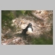 inskip_willy_wagtail1.jpg