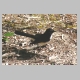 inskip_willy_wagtail2.jpg